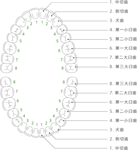 歯列