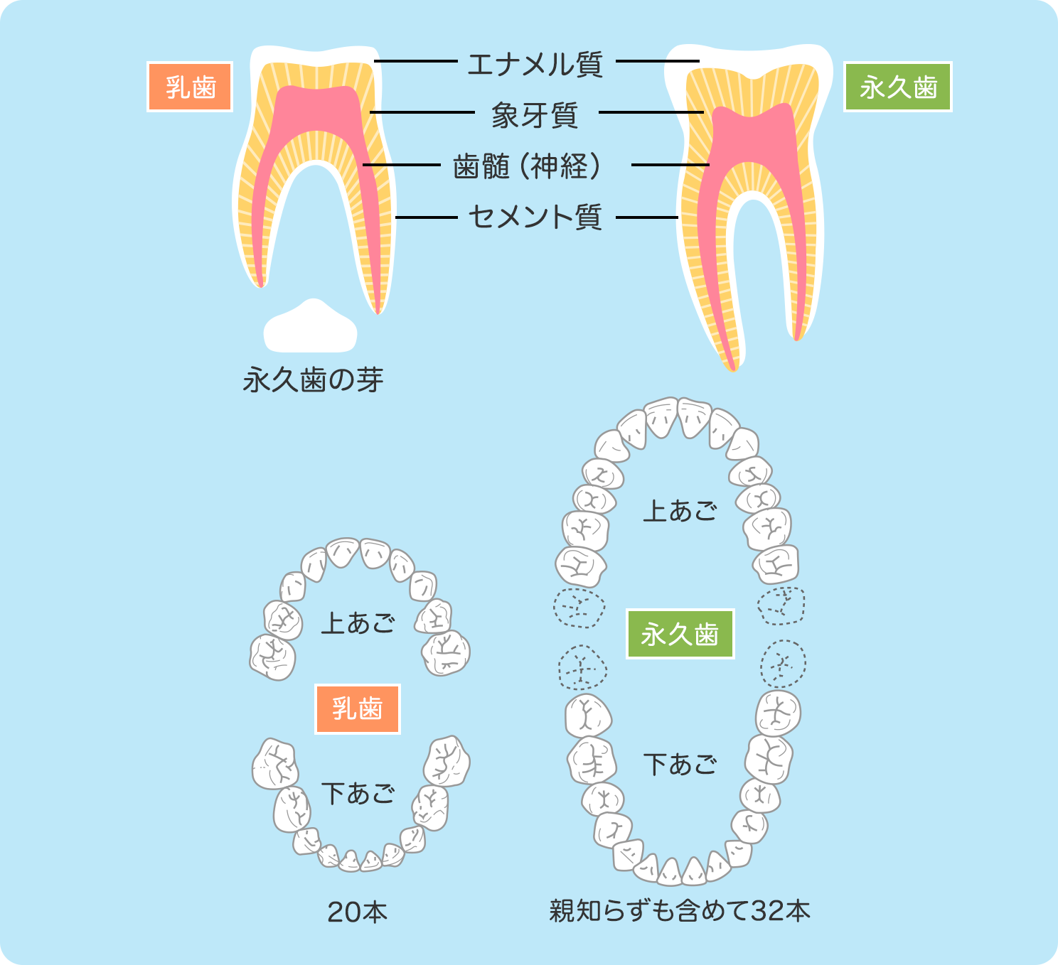 乳歯について